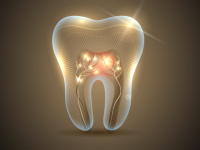 Quais são as diferentes partes dos dentes?